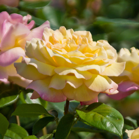 Rose - Peace – Plantcetera