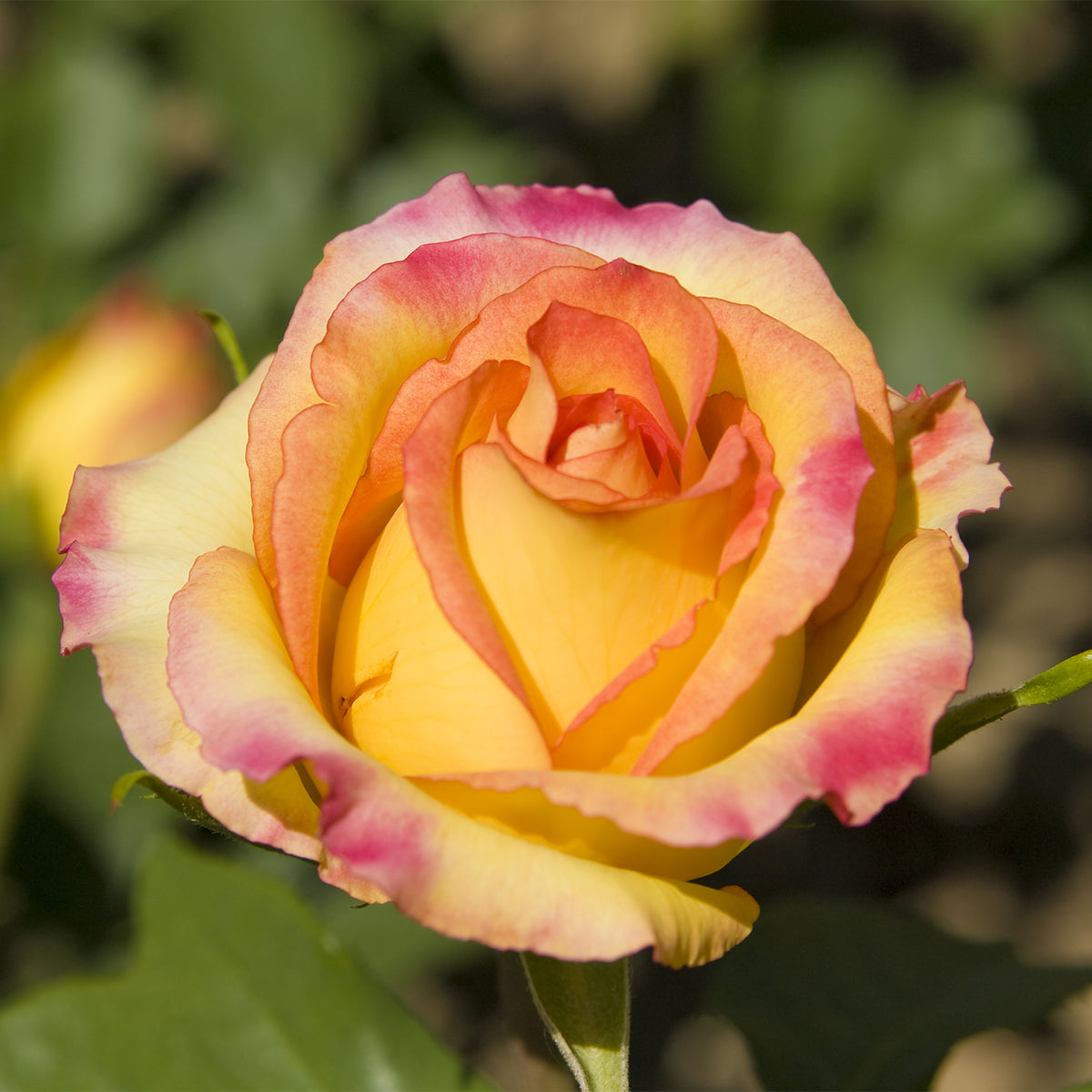 Rose - Peace – Plantcetera