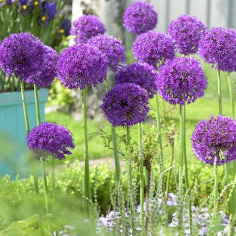 Allium Ambassador - Bulbes à fleurs x3 - Violet / sphériques