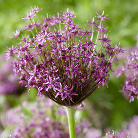 Allium Ambassador - Bulbes à fleurs x3 - Violet / sphériques