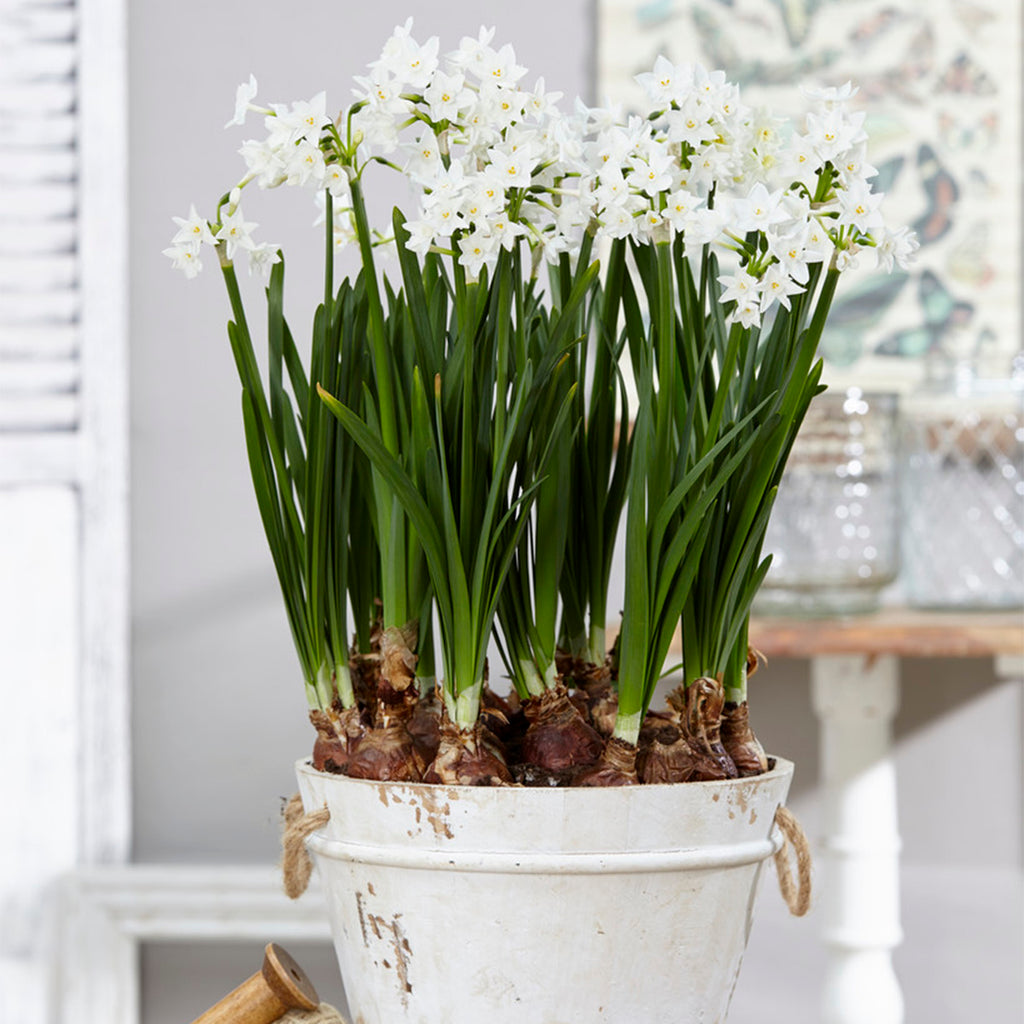 Narcissus - Paperwhite – Plantcetera