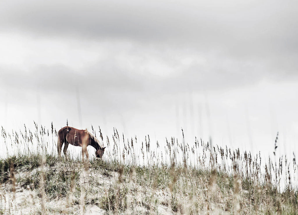 Astrid Harrisson "BANKER HORSE IV" Equestrian landskape fine art photography