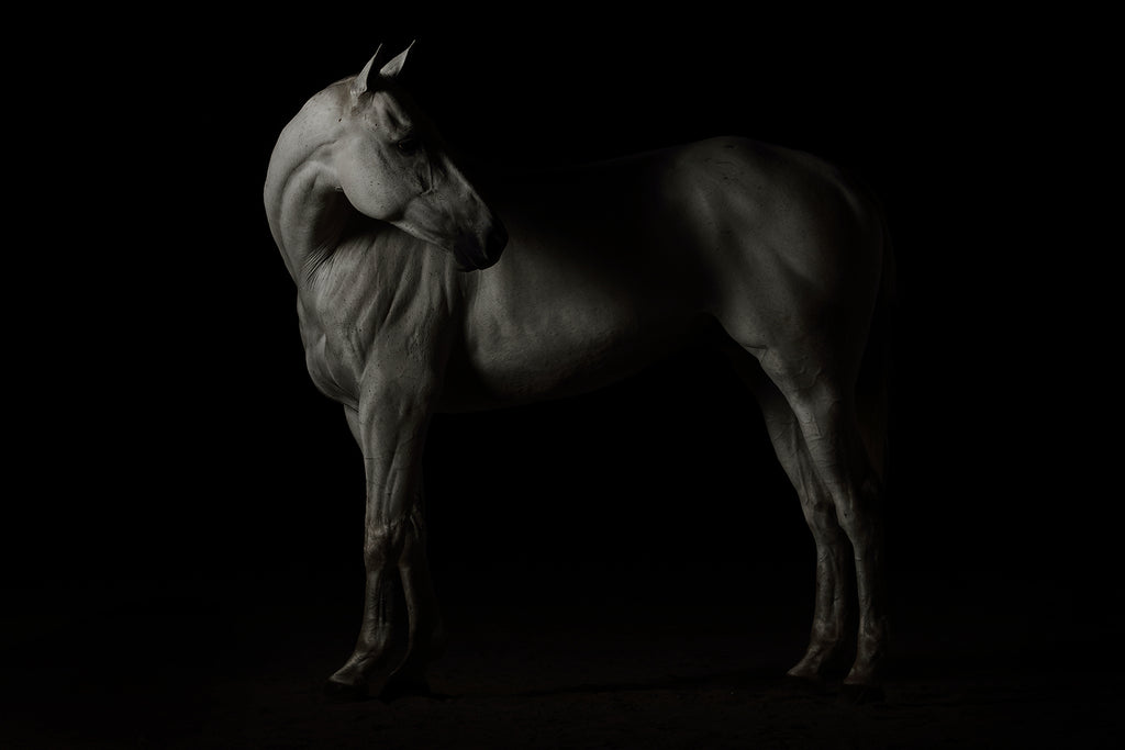 Black and white horse fine art photo