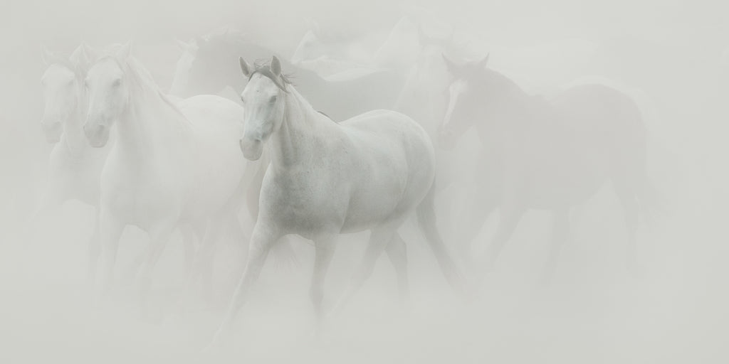 Carys Jones "Dust" White Horse