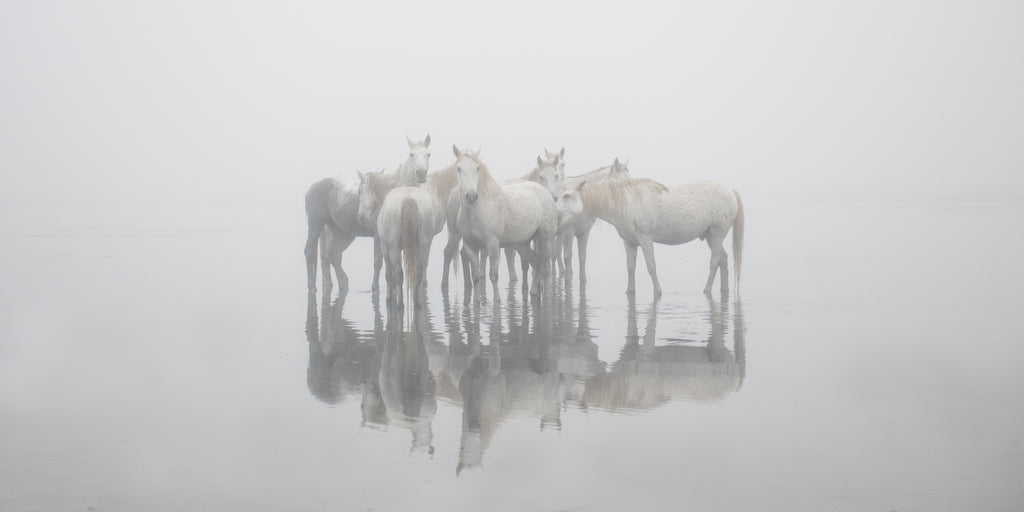 Carys Jones white horses