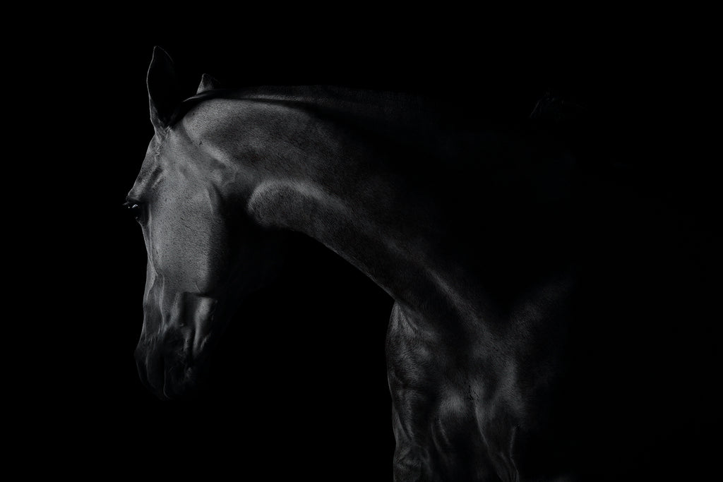 Black and white horse fine art photo