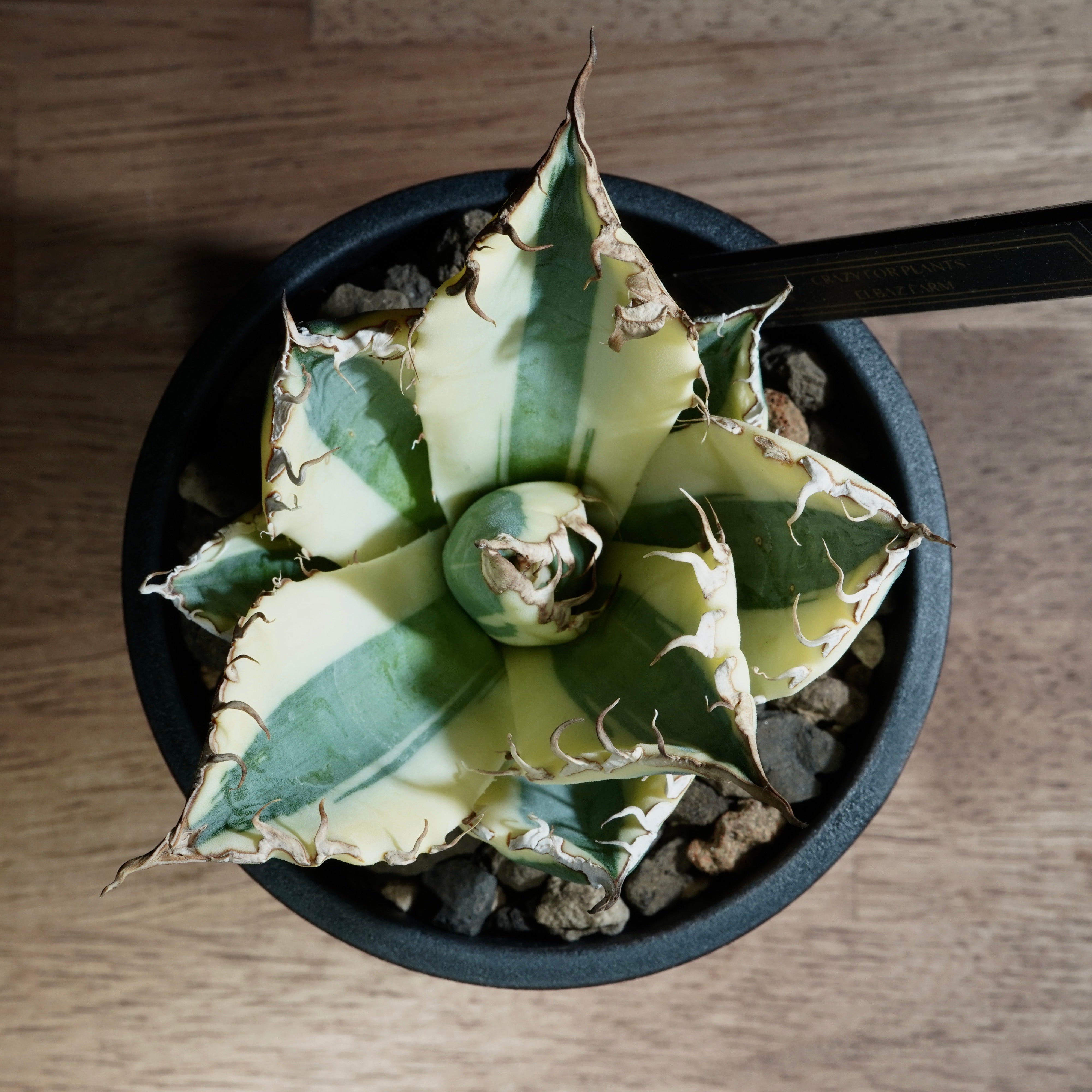 Agave titanota Snaggle Tooth スナグルトゥース-