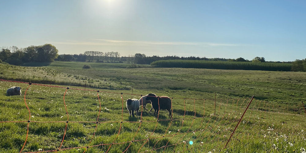 græssende får på mark i nordjylland giver uld til bæredygtigt garn