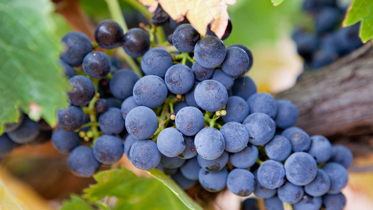 Shiraz grapes on a vine