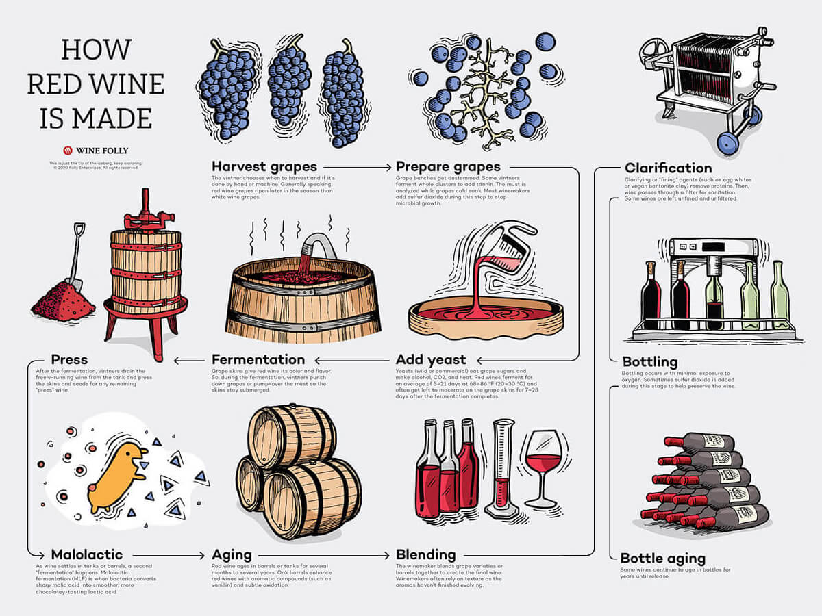 step-by-step wine making process illustration