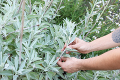 White Sage Plant for Smudging