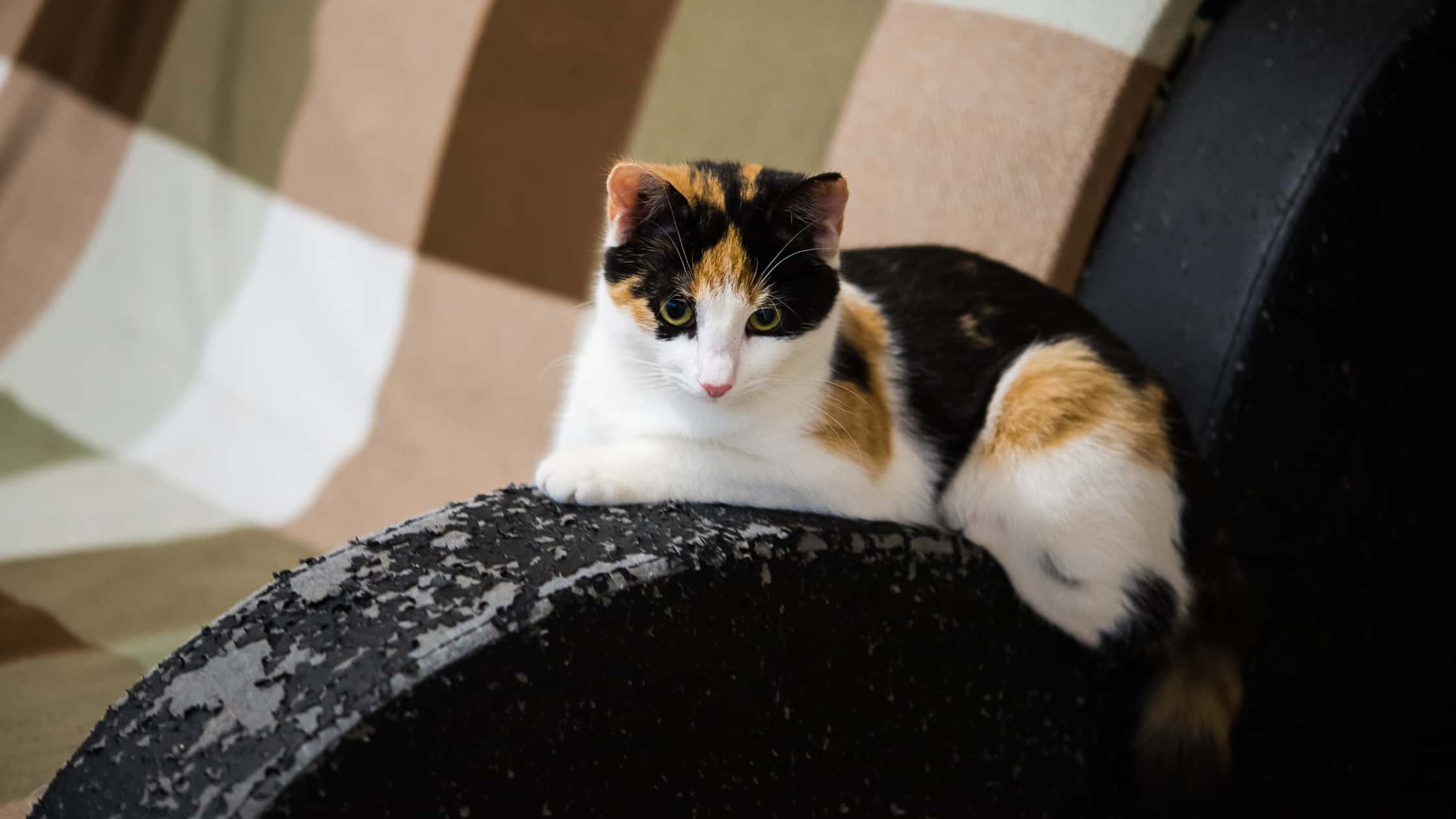 Sådan katte fra ridse lædermøbler – My Farm Dyrefoder