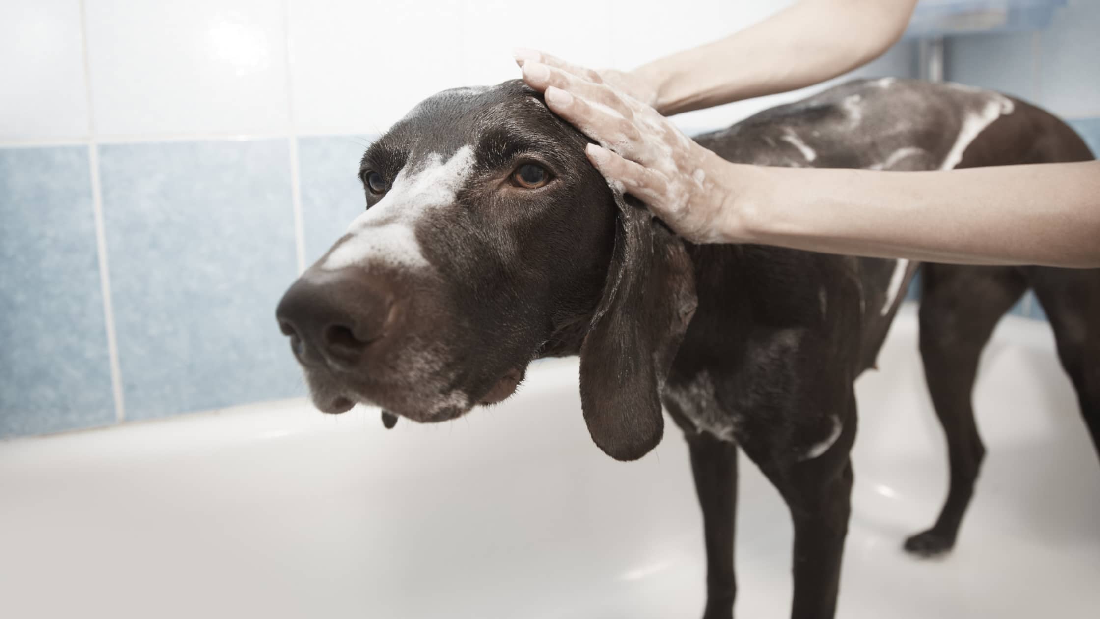 Tips til badning din hund – My Farm Dyrefoder