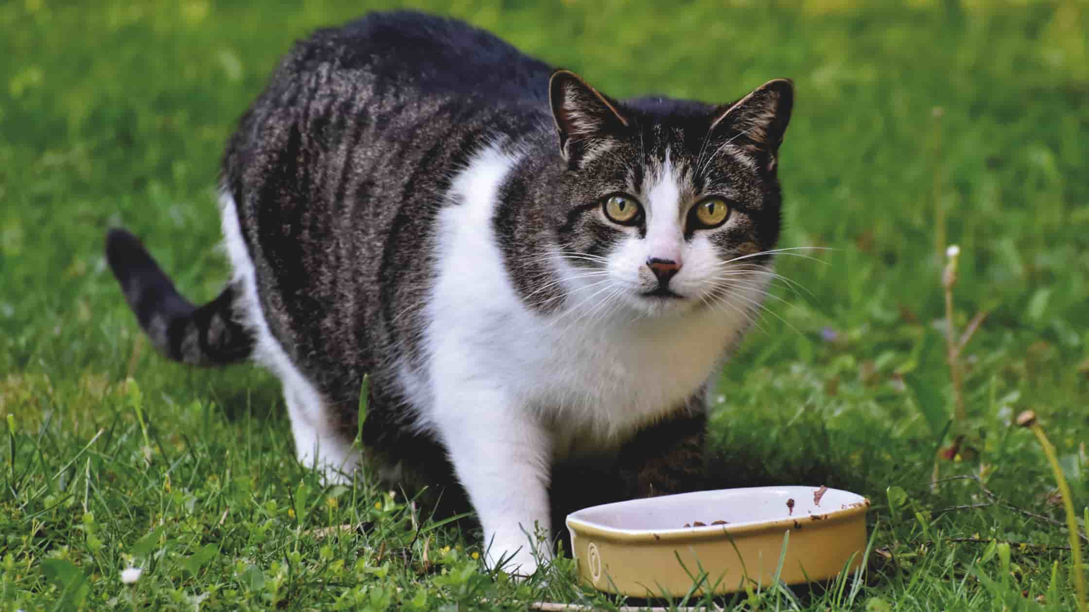 What do cats like to eat for breakfast
