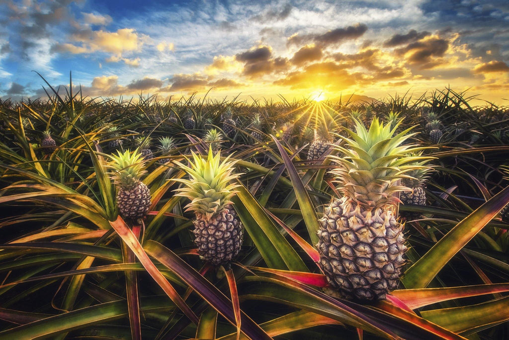 Pineapple Field Oahu Hawaii Hawaii Premier Puzzles   TresAmigos WebUsage 1024x1024 