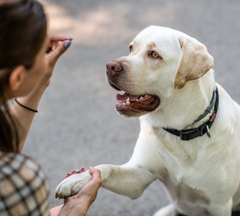 Dog Mom Teaching a Dog