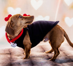 Dog portrait in studio