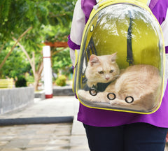 Cat in a backpack