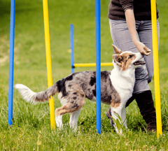 Dog learning to go through backyard weave poles