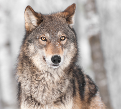 Grey Wolf in Winter