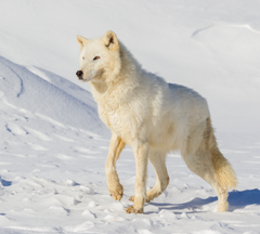 White Wolf in Snow