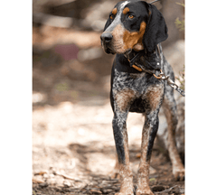 Bluetick Coonhound Dog