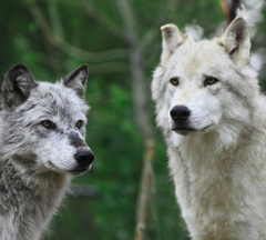 Grey Wolf White Wolf in a Forest