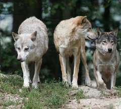 Wolf Pack in Forest