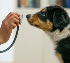 Dog Sniffing Stethoscope