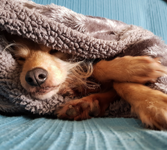 Sleeping Dog in Blanket