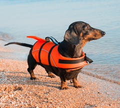 Dachshund in a life jacket