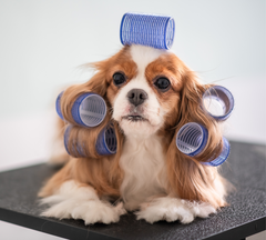 Dog in rollers