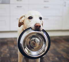 Dog holding food bowl in mouth.