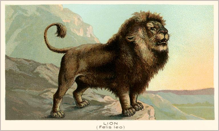 AN-159 Lion - Vintage Image