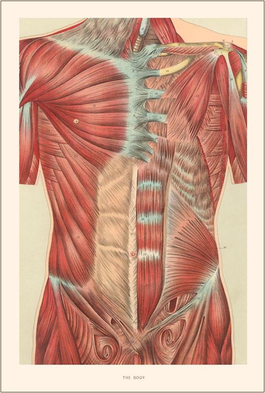 AY-60 Musculature of the Torso - Vintage Image