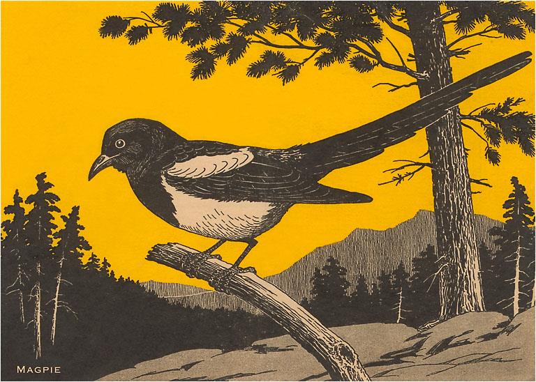 WD-13 Woodcut of Magpie - Vintage Image