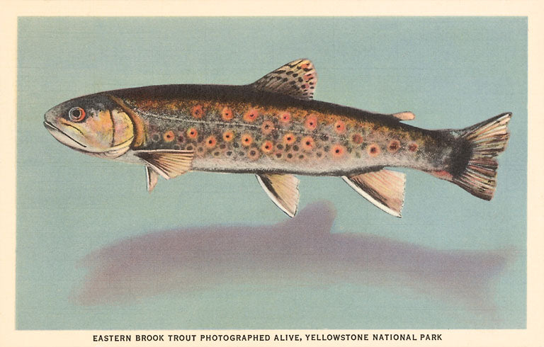 Trout by Creel Vintage Image, Northwest NW-38 – Found Image Press Inc.