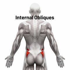 Internal Obliques