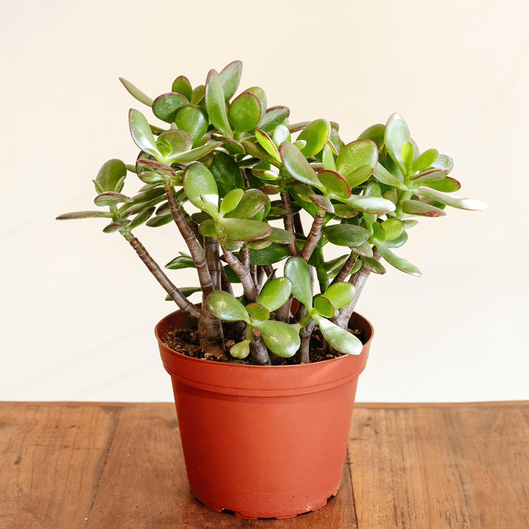 How to care for the Jade Plant