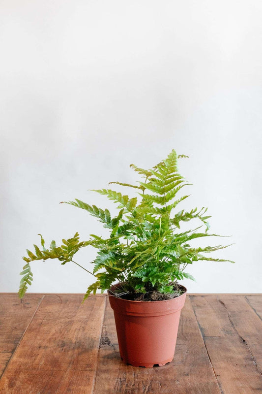 Asparagus Fern 5 Gal. - Support Local - Chico Support Local – Chico