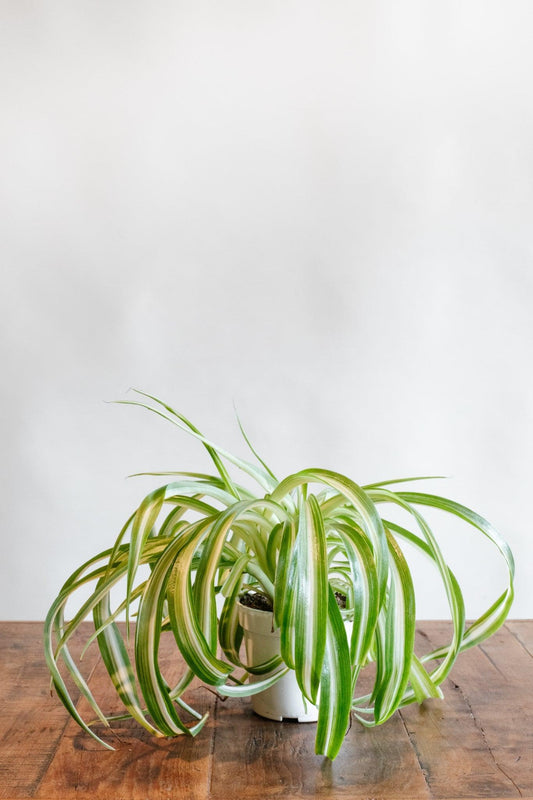 Spider Plant (Reverse Variegated) – The Plant Lady SF