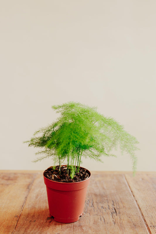 Asparagus Fern 5 Gal. - Support Local - Chico Support Local – Chico