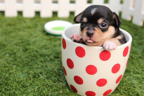 feel good picture of a tiny puppy in a tea cup