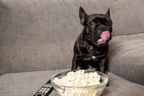 Bulldogge mit Popcorn