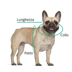 bulldog measurements image