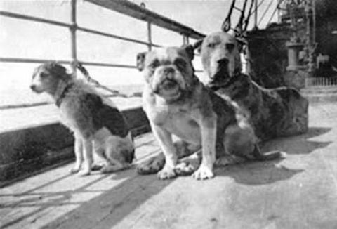 bulldog on the titanic