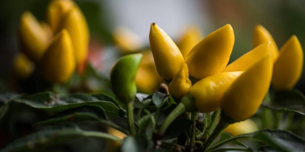 Hot Yellow Chilis