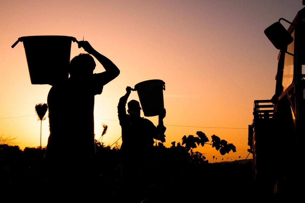 Tipos de vinos según el suelo: diferencias y características