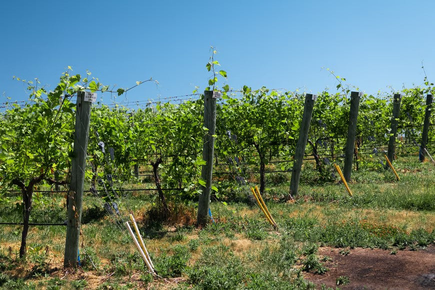 Cultivo de uva en clima cálido