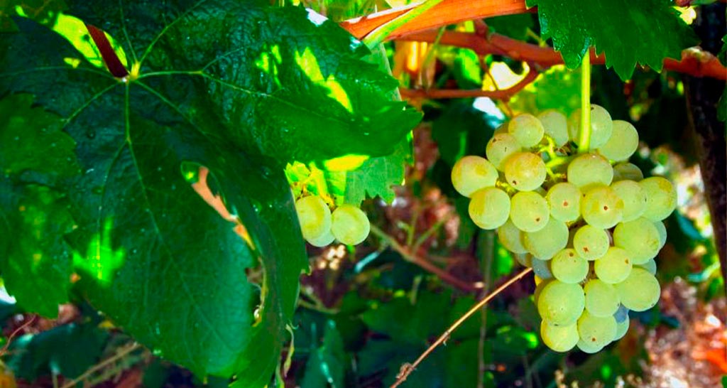 Racimo de uvas blancas gallegas Doña Branca